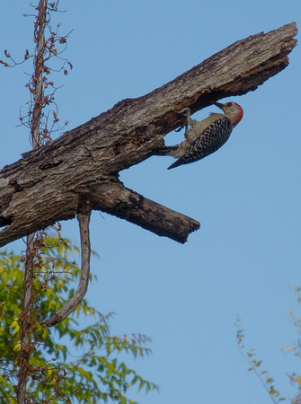 Red-headed woodpecker in the back yard.