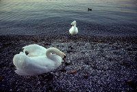 Geneva Swans