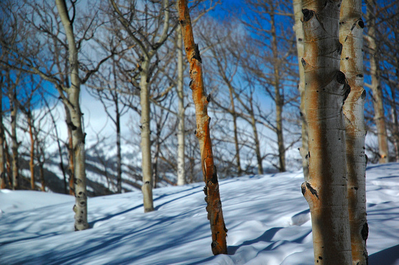 Breckenridge Birches