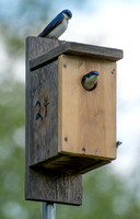 Heritage Park tree swallows