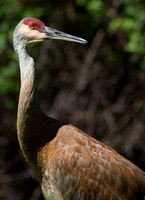 sand hill crane