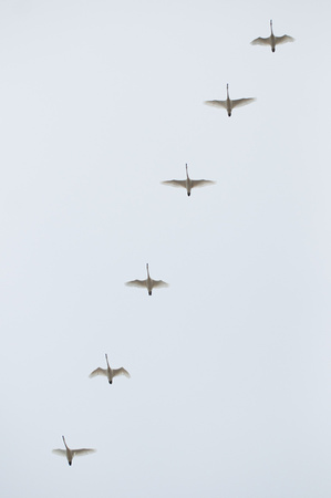 tundra swans, Hillsboro.