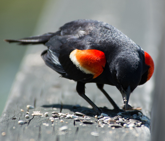 redwinged blackbord snacking