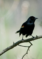 perching blackbird