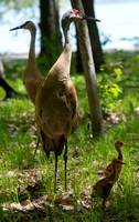 sand hill crane family