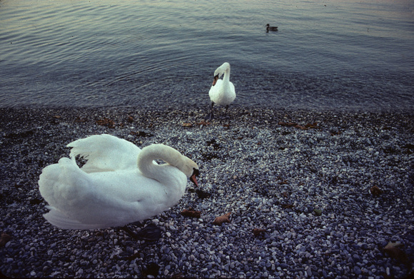 Geneva Swans