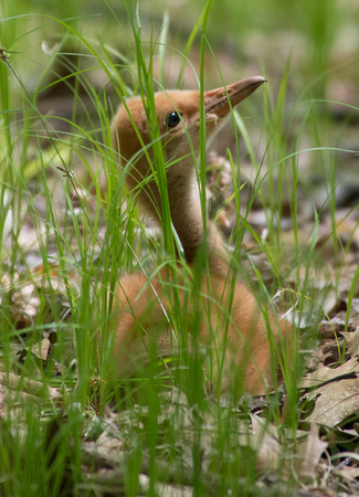 baby sandhill crane